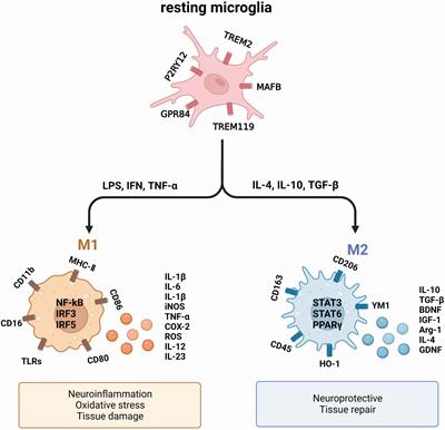 Advances in the study of the effects of gut microflora on microglia in Alzheimer’s disease